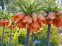 Řebčík královský 'Garland Star' (Fritillaria imperialis)