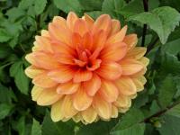 Jiřinka (Dahlia)