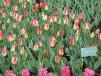 Tulipán 'Red Lips' - Triumph tulipány (Tulipa)