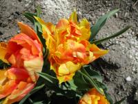 Tulipán 'Willem van Orange' - Plnokvěté rané tulipány (Tulipa)
