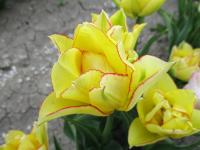 Tulipán 'Aquilla' - Plnokvěté rané tulipány (Tulipa)