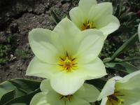 Tulipán Fosterův 'Purissima Design' - Fosteriana tulipány (Tulipa fosteriana)