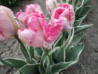 Tulipán 'Elsenburg' - Papouškovité tulipány (Tulipa)