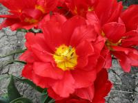 Tulipán 'Abba' - Plnokvěté rané tulipány (Tulipa)