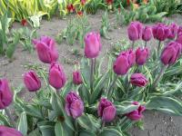 Tulipán 'Purple Flag Design' - Triumph tulipány (Tulipa)