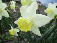 Narcis 'Every Day' - Velkokorunné narcisy (Narcissus)