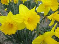 Narcis 'Primeur' - Trubkovité narcisy (Narcissus)