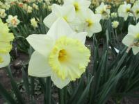 Narcis 'Big Love' - Trubkovité narcisy (Narcissus)