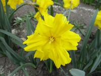 Narcis 'Cupfighter' - Collar narcisy (Narcissus)