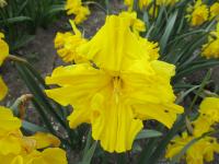 Narcis 'Cupfighter' - Collar narcisy (Narcissus)