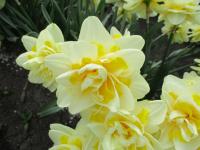 Narcis 'Ambon' - Plnokvěté narcisy (Narcissus)