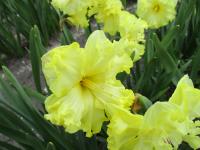 Narcis 'Sunnyside Up ' - Collar narcisy (Narcissus)
