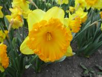 Narcis 'Ferris Wheel' - Velkokorunné narcisy (Narcissus)