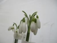 Sněženka podsněžník 'Tiny Tim' (Galanthus nivalis)