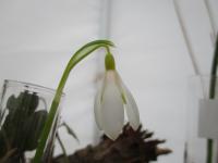 Sněženka podsněžník 'Sandersii' (Galanthus nivalis)