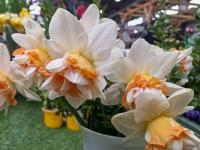 Narcis 'Extravaganza' - Plnokvěté narcisy (Narcissus)