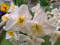 Narcis 'Papillon Blanc' (Narcissus)