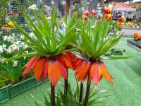Řebčík královský 'Orange Brilliant' (Fritillaria imperialis)