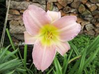 Denivka 'Catherine Woodbury' (Hemerocallis)