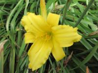 Denivka 'Mary Todd' (Hemerocallis)