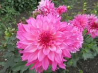 Jiřinka 'Lizz Baaij' - Dekorační jiřinky (Dahlia)