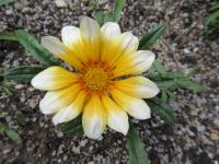 Gazanie zářivá 'Zany Sunny Side Up' (Gazania rigens)
