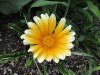 Gazanie zářivá 'Zany Sunny Side Up' (Gazania rigens)