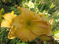 Denivka 'True Glory' (Hemerocallis)