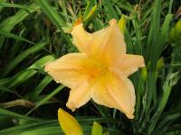 Denivka 'Top Billing' (Hemerocallis)