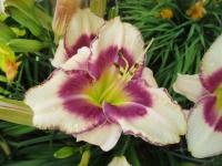 Denivka 'Prize Picotee Deluxe' (Hemerocallis)