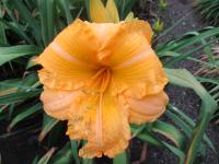 Denivka 'Golden Scroll' (Hemerocallis)