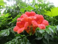 Křivouš kořenující (Campsis radicans)