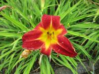 Denivka 'Rosie Meyer' (Hemerocallis)