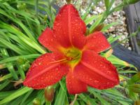 Denivka 'Apple Tart' (Hemerocallis)