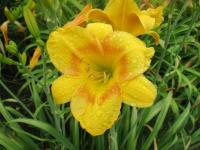 Denivka 'CZ Jarka' (Hemerocallis)