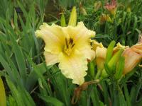 Denivka 'Only Just Begun' (Hemerocallis)