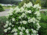 Hortenzie latnatá 'Wim's Red' (Hydrangea paniculata)