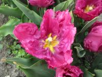 Tulipán 'Parrot Prince' (Tulipa)