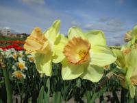 Narcis 'Ruby Shu' - Velkokorunné narcisy (Narcissus)