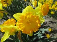 Narcis 'Ferris Wheel' - Velkokorunné narcisy (Narcissus)