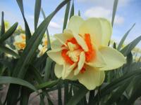 Narcis 'Innovator' - Plnokvěté narcisy (Narcissus)