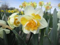 Narcis 'Golden Pearl' - Plnokvěté narcisy (Narcissus)