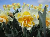 Narcis 'Golden Pearl' - Plnokvěté narcisy (Narcissus)