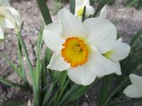 Narcis 'Barret Browning' - Malokorunné narcisy (Narcissus)