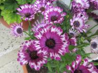 Paprskovka kapská 'Astra Pink Spoon' (Osteospermum ecklonis)