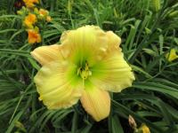 Denivka 'Wyatts Cameo' (Hemerocallis)