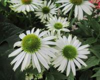 Třapatkovka nachová 'Sombrero Blanco' (Echinacea purpurea)
