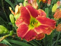 Denivka 'Charles Johnston' (Hemerocallis)