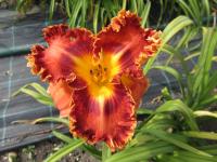 Denivka 'Tomaso Albinoni' (Hemerocallis)