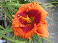 Denivka 'Broadway Raves' (Hemerocallis)